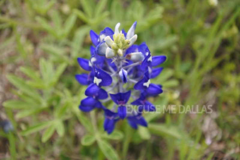 テキサスの州花「ブルーボネット」を見にエニスに行きました
